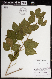 Rubus uniformis image
