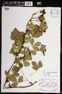 Rubus uniformis image