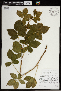 Rubus wheeleri image