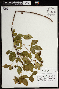 Rubus wheeleri image