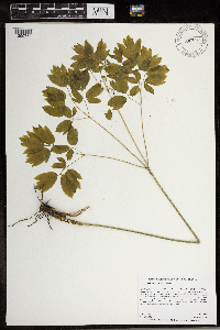 Caulophyllum thalictroides image