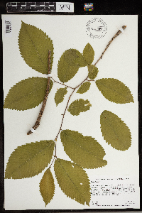 Image Associated With the Occurrence