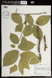 Image Associated With the Occurrence