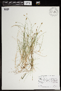 Carex gynocrates image