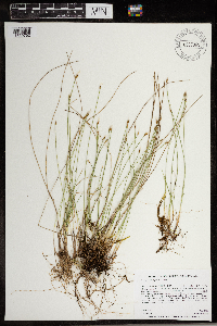 Trichophorum alpinum image