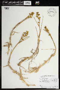 Scheuchzeria palustris image