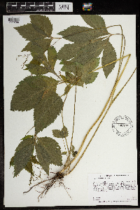 Cryptotaenia canadensis image
