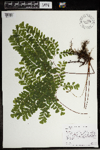 Adiantum pedatum image