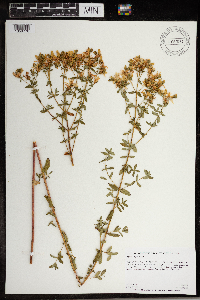 Hypericum perforatum subsp. perforatum image
