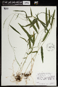 Brachyelytrum aristosum image