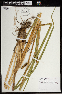 Acorus americanus image