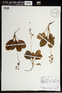 Pyrola elliptica image