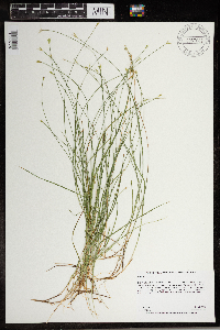 Carex pauciflora image