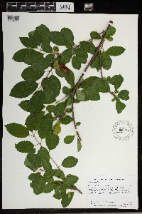 Rhamnus cathartica image