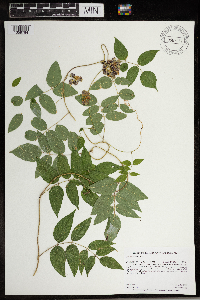 Apios americana image