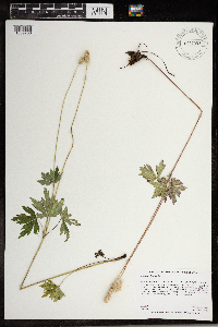 Anemone cylindrica image
