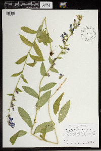 Media resource of Lobelia siphilitica