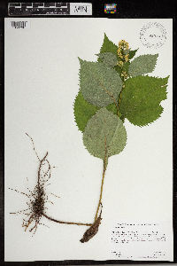 Image Associated With the Occurrence