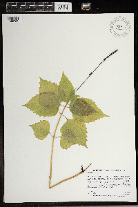 Phryma leptostachya image