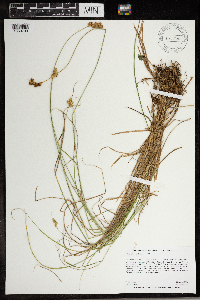 Carex scoparia image
