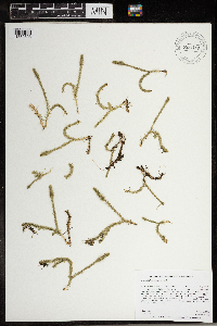 Lycopodiella inundata image