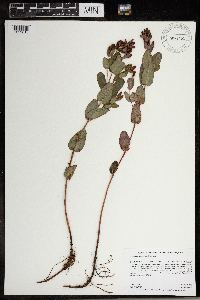 Triadenum fraseri image