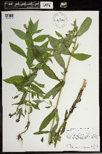 Mimulus ringens var. ringens image