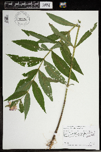 Physostegia virginiana image