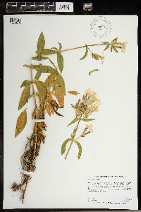 Saponaria officinalis image