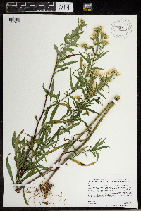 Symphyotrichum lanceolatum var. hesperium image