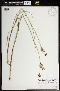 thumbnail image of current specimen