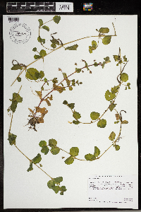 thumbnail image of current specimen
