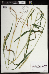 Elymus virginicus image