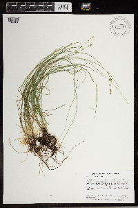 Carex radiata image