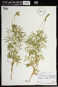 Diphasiastrum complanatum image