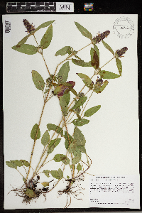 Prunella vulgaris subsp. lanceolata image