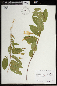 Calystegia spithamaea image