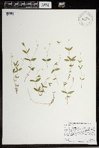 Moehringia lateriflora image