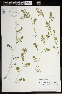 Cardamine pensylvanica image
