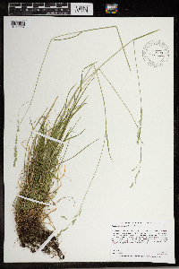 Festuca subverticillata image