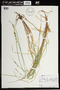 Carex canescens image