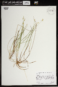Carex pauciflora image