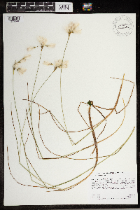 Eriophorum tenellum image