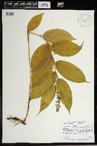 thumbnail image of current specimen
