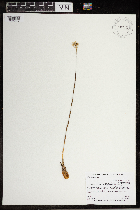 Allium tricoccum image