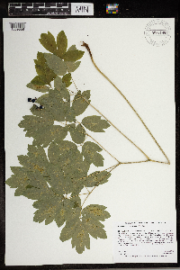 Caulophyllum thalictroides image