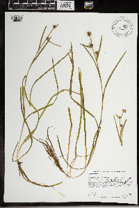 Sparganium natans image