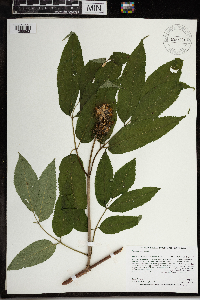 Sambucus racemosa image