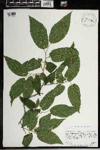 Celtis occidentalis image