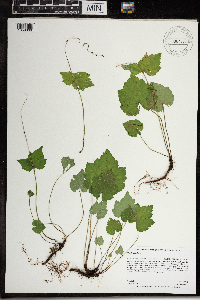 Mitella diphylla image